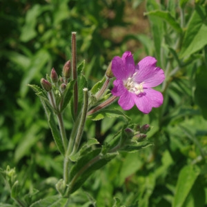 Photographie n°1910128 du taxon Epilobium hirsutum L.