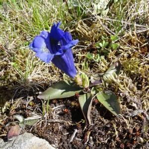 Photographie n°1910205 du taxon Gentiana angustifolia Vill. [1787]