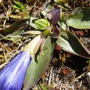 Photographie n°1910235 du taxon Gentiana angustifolia Vill. [1787]