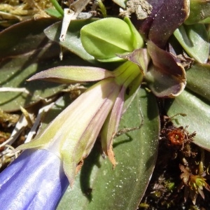 Photographie n°1910243 du taxon Gentiana angustifolia Vill. [1787]