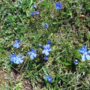 Photographie n°1910579 du taxon Gentiana verna subsp. verna 