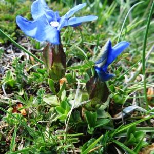 Photographie n°1910589 du taxon Gentiana verna subsp. verna 