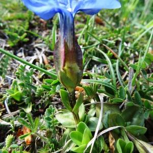 Photographie n°1910597 du taxon Gentiana verna subsp. verna 