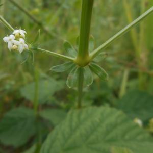 Photographie n°1910838 du taxon Galium mollugo L. [1753]