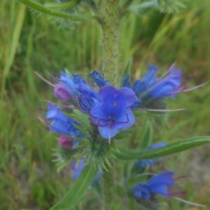 Photographie n°1910904 du taxon Echium vulgare L. [1753]