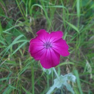 Photographie n°1910934 du taxon Lychnis coronaria (L.) Desr. [1792]