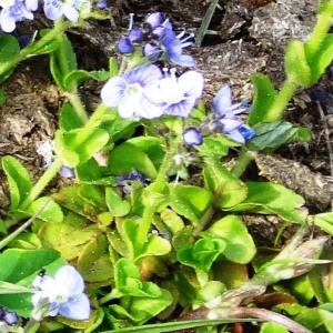 Photographie n°1910949 du taxon Veronica serpyllifolia subsp. serpyllifolia 