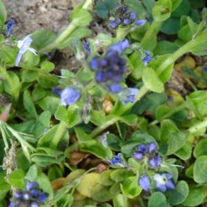 Photographie n°1910962 du taxon Veronica serpyllifolia subsp. serpyllifolia 