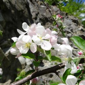 Photographie n°1911890 du taxon Malus Mill. [1754]