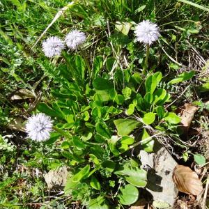 Photographie n°1912179 du taxon Globularia nudicaulis f. nudicaulis 