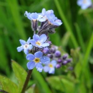 Photographie n°1912355 du taxon Myosotis alpestris F.W.Schmidt [1794]