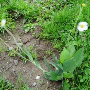 Photographie n°1912386 du taxon Ranunculus amplexicaulis L. [1753]