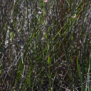  - Centaurium tenuiflorum (Hoffmanns. & Link) Fritsch [1907]