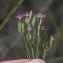  John De Vos - Centaurium tenuiflorum (Hoffmanns. & Link) Fritsch [1907]