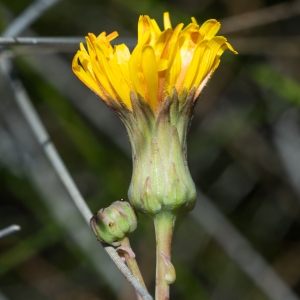 Photographie n°1913229 du taxon Sonchus maritimus L. [1759]
