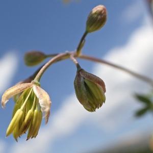 Photographie n°1914329 du taxon Thalictrum minus L. [1753]