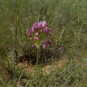 Photographie n°1915632 du taxon Allium roseum L. [1753]