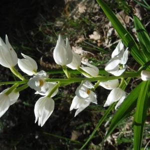 Photographie n°1916400 du taxon Cephalanthera longifolia (L.) Fritsch [1888]