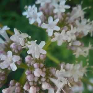 Photographie n°1916778 du taxon Valeriana officinalis L. [1753]