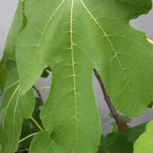 Photographie n°1917649 du taxon Ficus carica L. [1753]