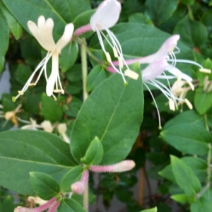 Photographie n°1917682 du taxon Lonicera caprifolium L. [1753]