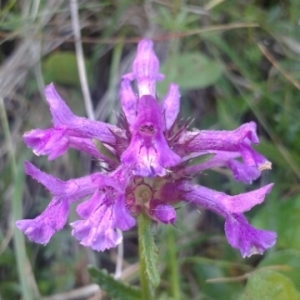 Photographie n°1917870 du taxon Betonica officinalis L. [1753]