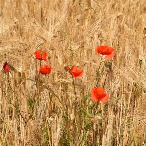 Photographie n°1919179 du taxon Papaver rhoeas L. [1753]