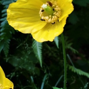 Photographie n°1919890 du taxon Meconopsis cambrica (L.) Vig.