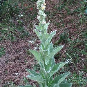 Photographie n°1921418 du taxon Verbascum thapsus L. [1753]