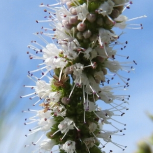 Photographie n°1921643 du taxon Mentha suaveolens Ehrh. [1792]