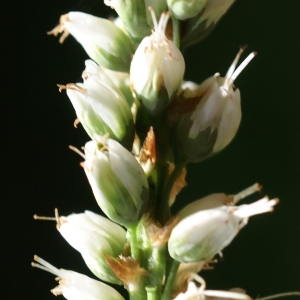 Photographie n°1922129 du taxon Persicaria vivipara (L.) Ronse Decr. [1988]