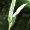  Liliane Roubaudi - Persicaria vivipara (L.) Ronse Decr. [1988]