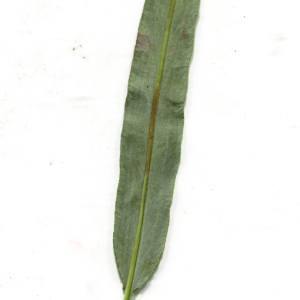 Photographie n°1922141 du taxon Persicaria vivipara (L.) Ronse Decr. [1988]