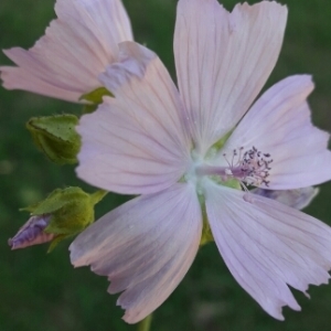 Photographie n°1922329 du taxon Malva alcea L. [1753]