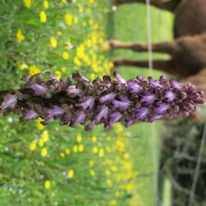 Photographie n°1922542 du taxon Himantoglossum robertianum (Loisel.) P.Delforge [1999]