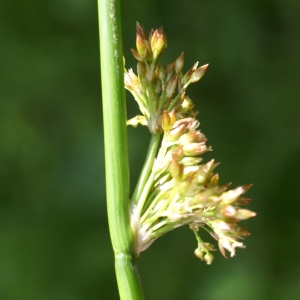 Photographie n°1922697 du taxon Juncus arcticus Willd. [1799]