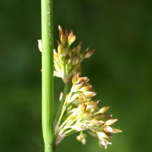 Photographie n°1922701 du taxon Juncus arcticus Willd. [1799]