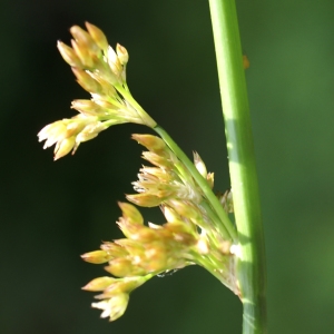 Juncus acuminatus Balb. (Jonc arctique)