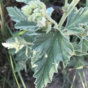 Photographie n°1923260 du taxon Althaea officinalis L. [1753]