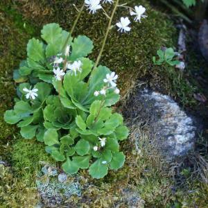 Photographie n°1923588 du taxon Saxifraga cuneifolia L. [1759]