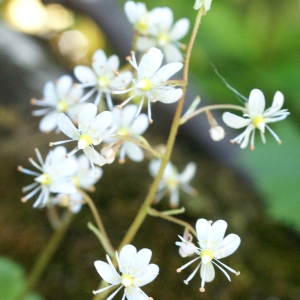 Photographie n°1923616 du taxon Saxifraga cuneifolia L. [1759]