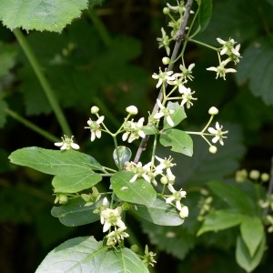 Photographie n°1923914 du taxon Euonymus europaeus L. [1753]