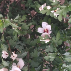 Photographie n°1924020 du taxon Hibiscus syriacus L. [1753]