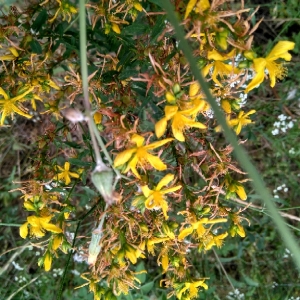 Photographie n°1924040 du taxon Hypericum perforatum L. [1753]