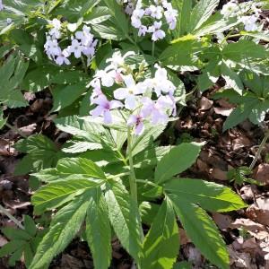 Photographie n°1924344 du taxon Cardamine heptaphylla (Vill.) O.E.Schulz