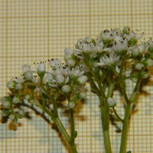 Photographie n°1924436 du taxon Sedum album L. [1753]