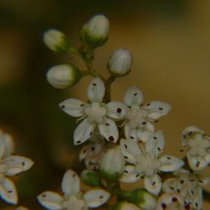 Photographie n°1924440 du taxon Sedum album L. [1753]