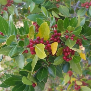 Photographie n°1925659 du taxon Ilex aquifolium L. [1753]