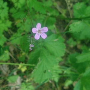 Photographie n°1926606 du taxon Geranium robertianum L. [1753]