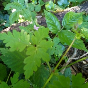 Photographie n°1928008 du taxon Geranium robertianum L. [1753]